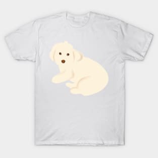 Maltipoo Dog Staring T-Shirt